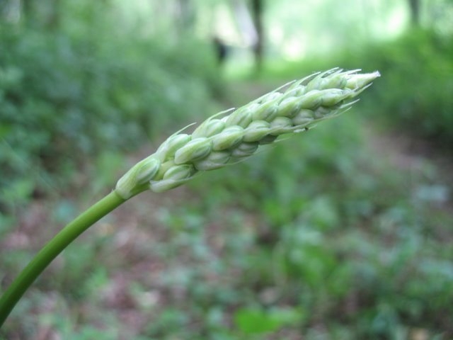 Aspergerette  ornithogalum pyrenaicum
